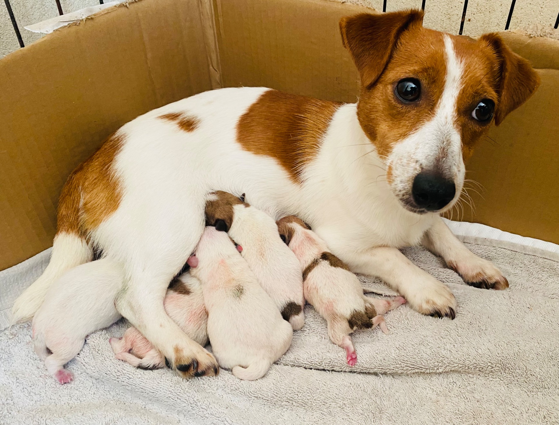 Mum and babies only hours old.