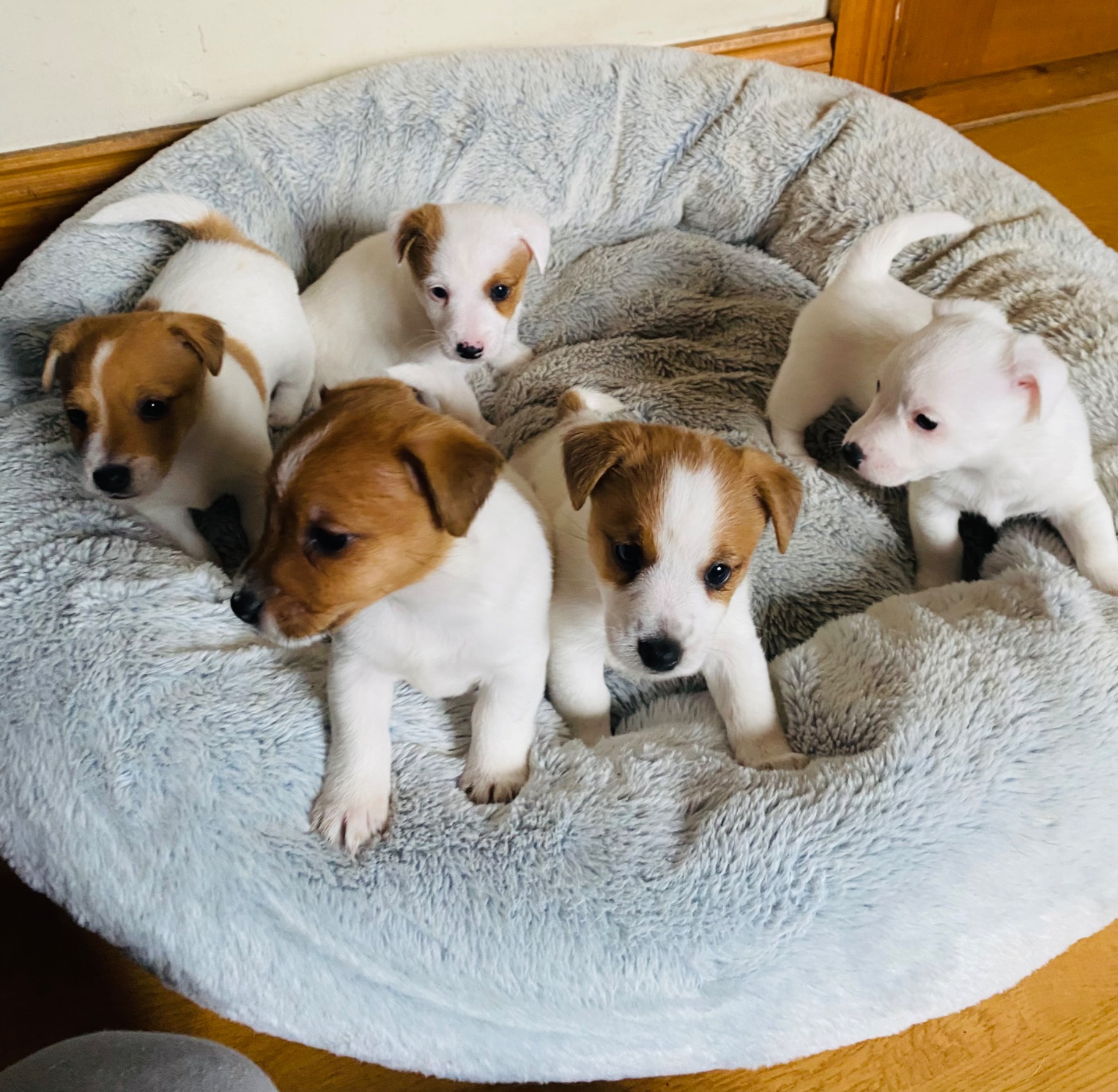 The kids at 5 weeks