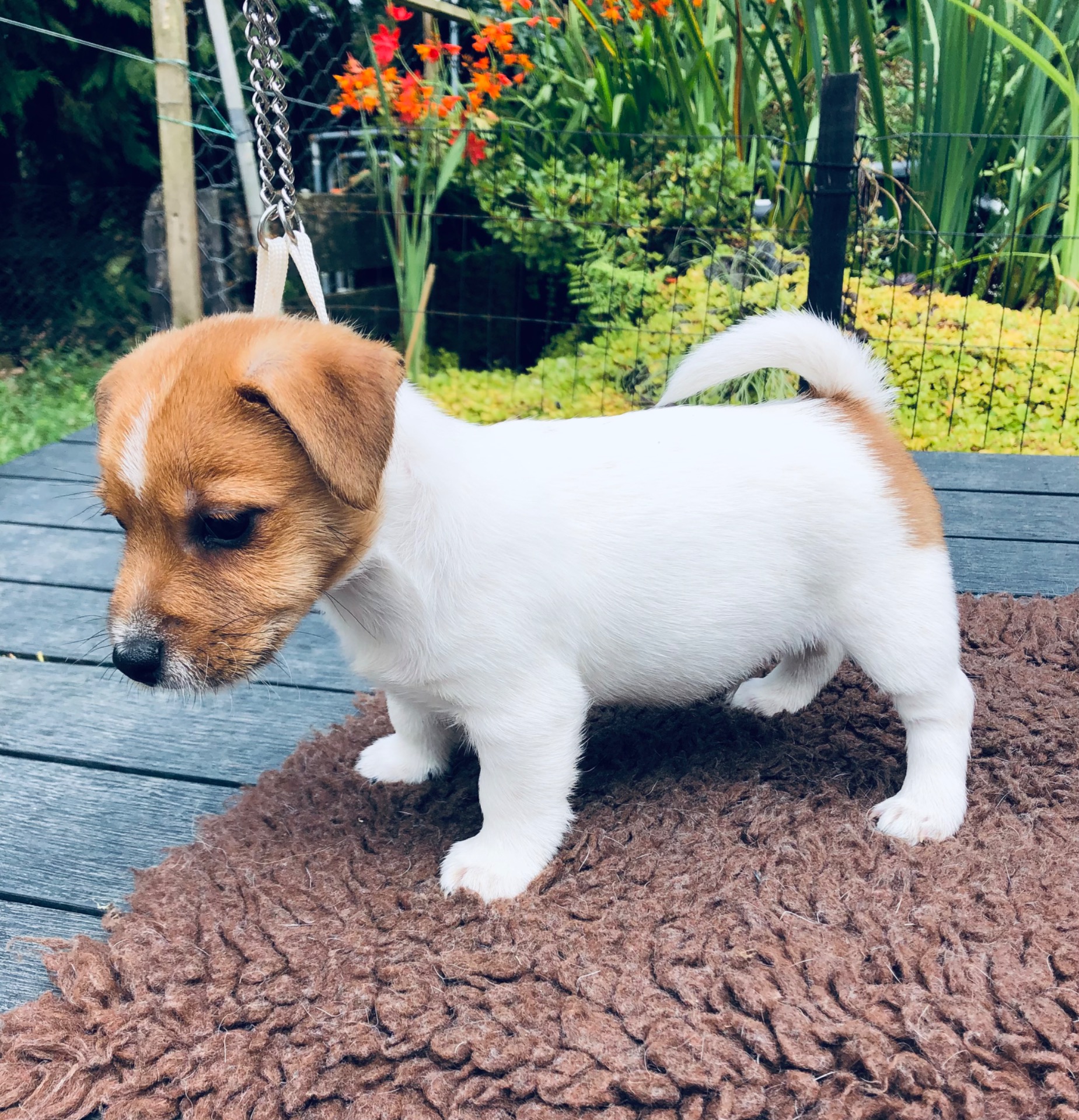 Available boy side view.