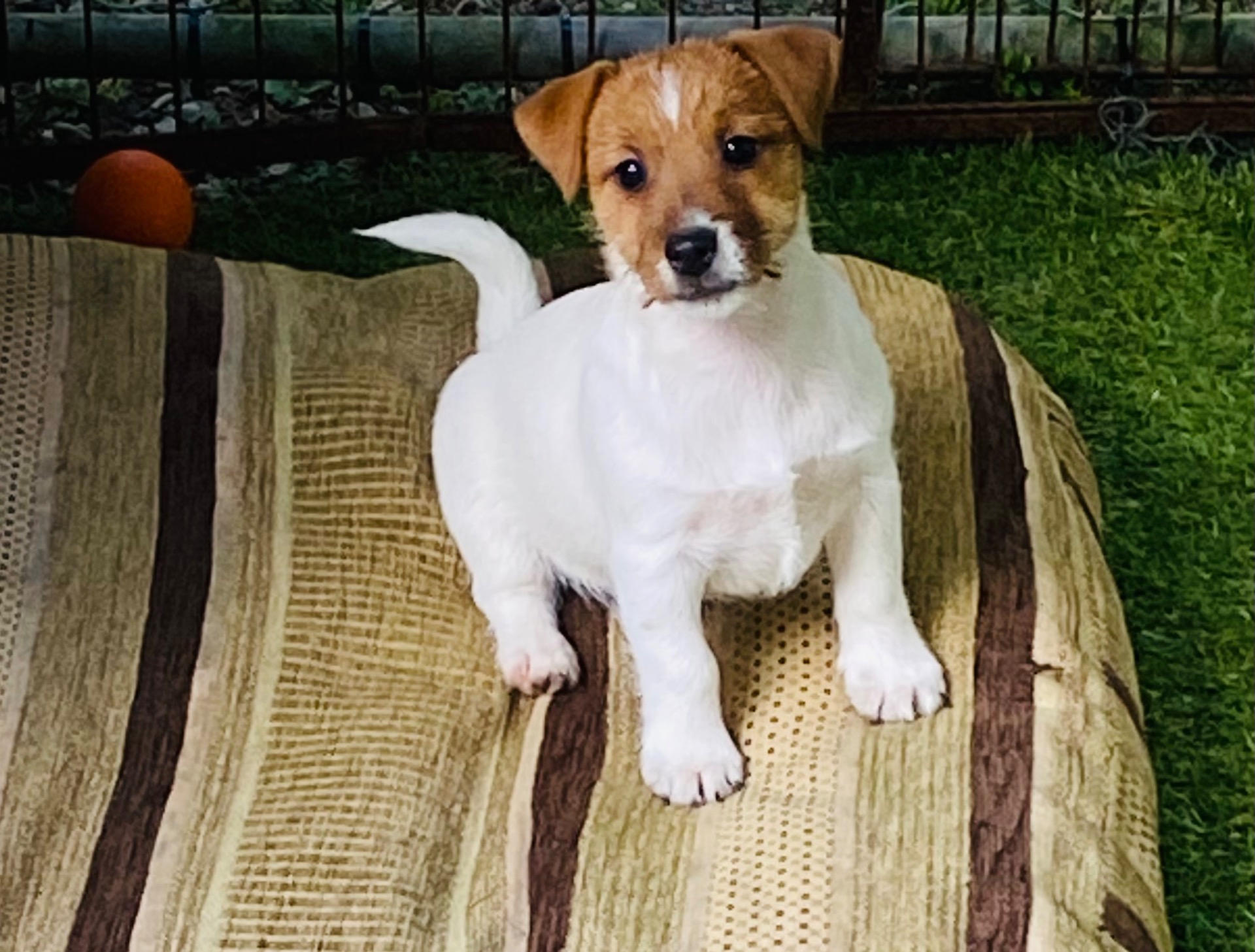 12 weeks old, Jack can leave at 16 weeks.