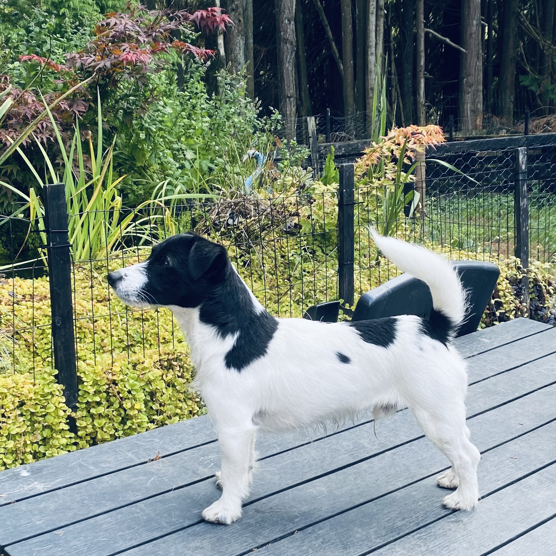 Flint September 2025