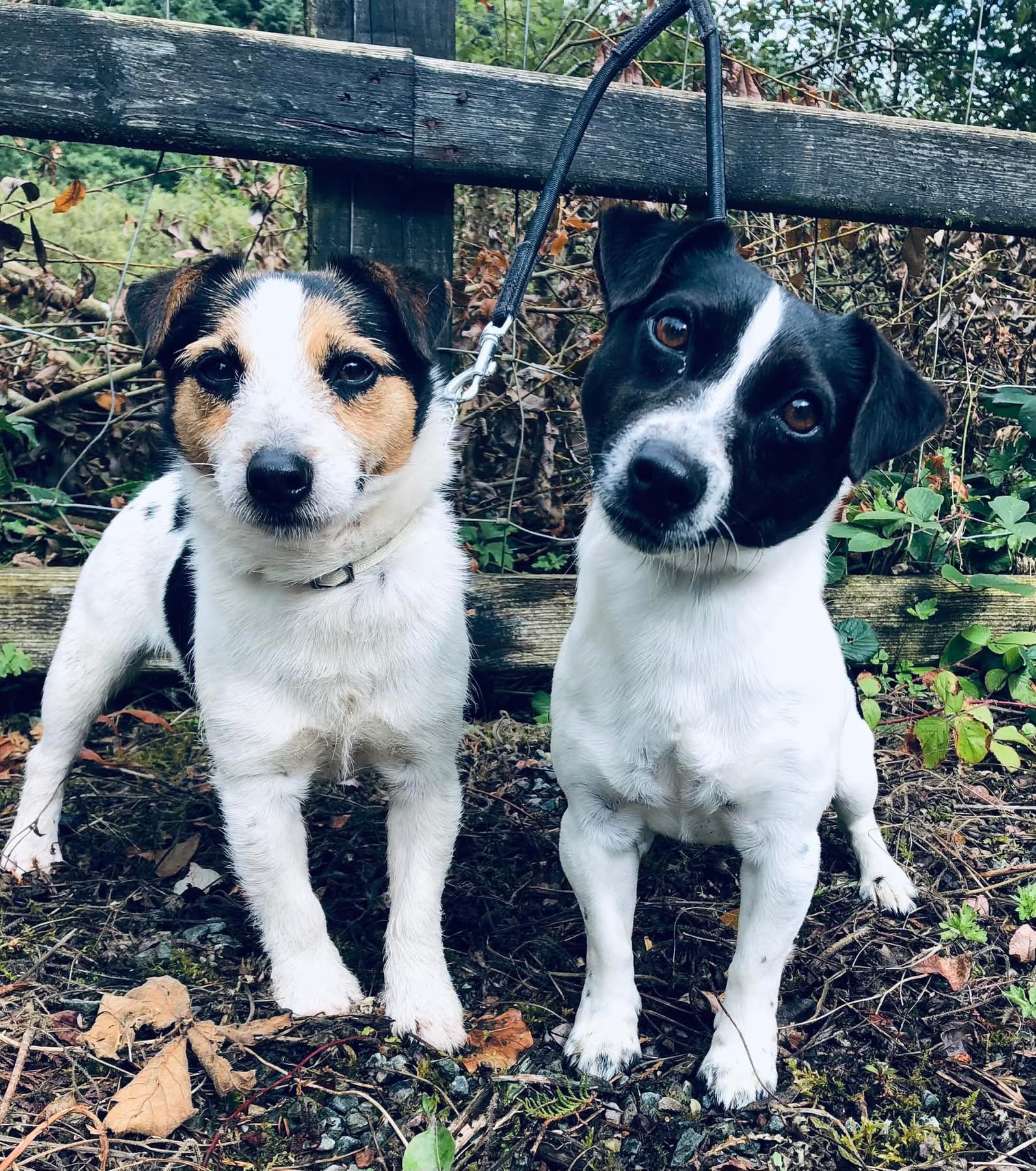 His parents, Storm(tri) and Loki (b/w)