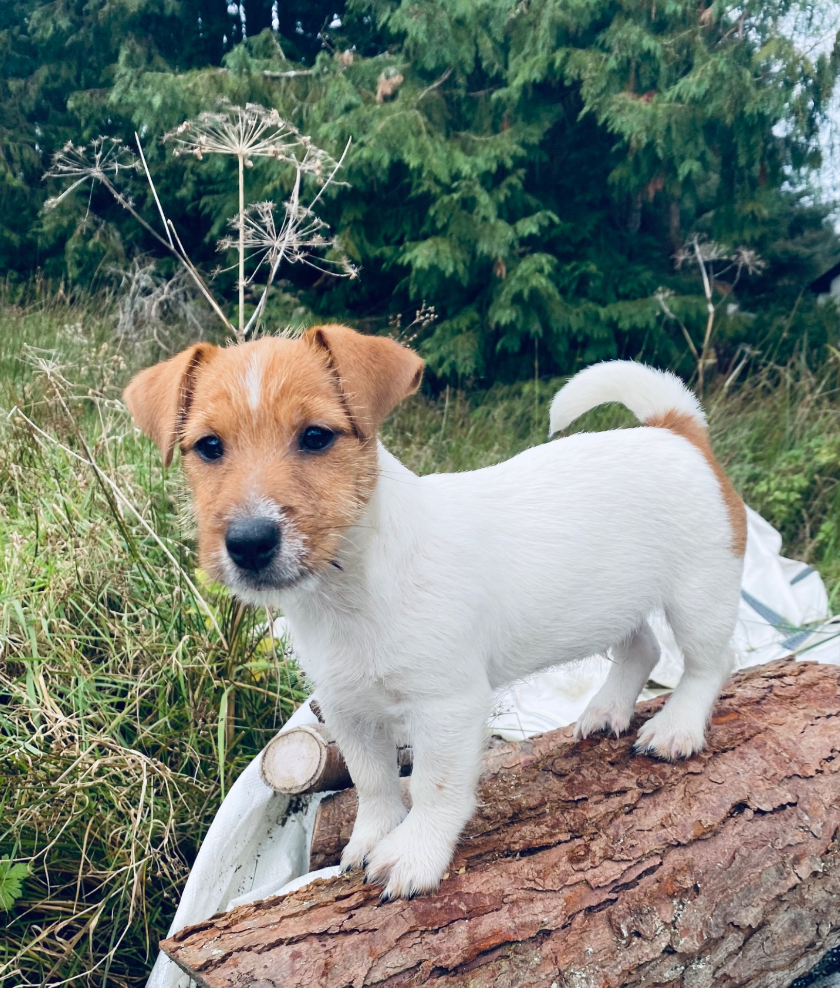 Jack loves exploring.