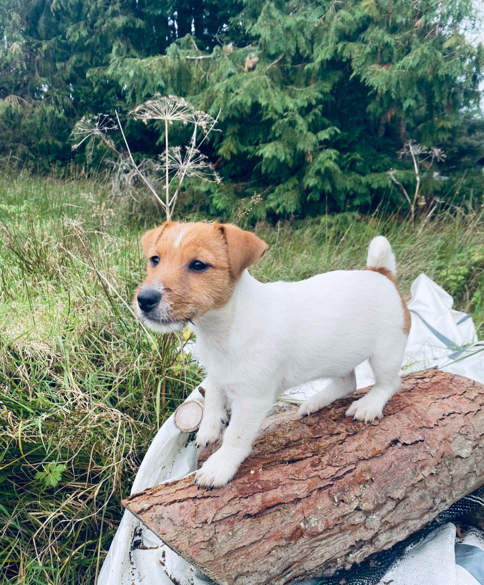 Trying out his balance skills.